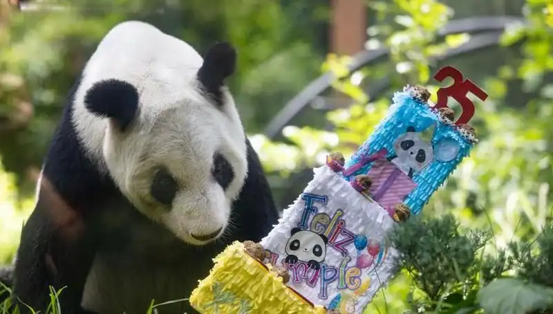 Dev Panda Xin Xin 35 Yaşında: Kutlama ve Anılar Dolu Bir Gün