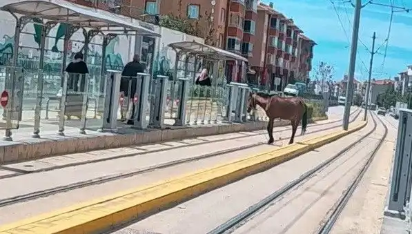 Eskişehir Tramvay Raylarında Geçici Misafir: Başıboş At Şaşkınlığı!