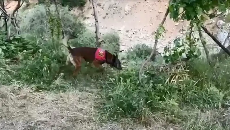 Dedektör Köpeklerin Başarısıyla Su Kenarında Bulunan Gizli Esrar Olayı