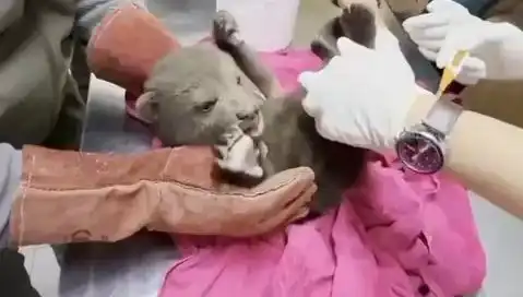 Karabük'te Belgesel Gibi Yavru Bozayı Bulundu! Doğa Severler İstila Etti