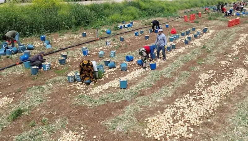 2023 Soğan Hasadı Başladı: Fiyatlar Düşüşe Geçti!