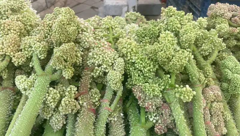 Dağlardan Gelen Doğal Şifa: Şekerin Kalp ve Sarılığa Faydaları