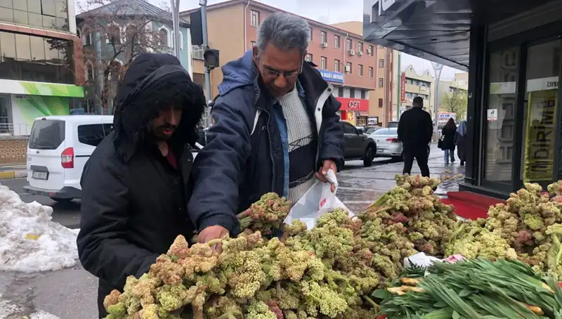 Kendiliğinden Yetişen Bu Bitki Kanser Tedavisinde Çığır Açıyor!
