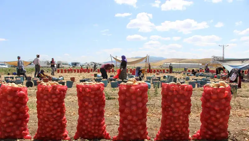 Amasya Elması, Avrupa ve Rusya Pazarında Fırtına Gibi Esiyor