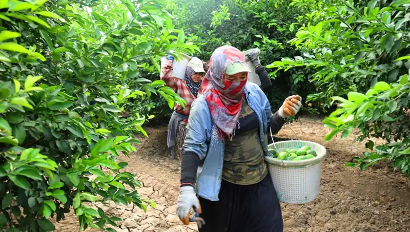 Marketlerde Patates Fiyatları Uçtu: Taze Hasat Umut Oldu