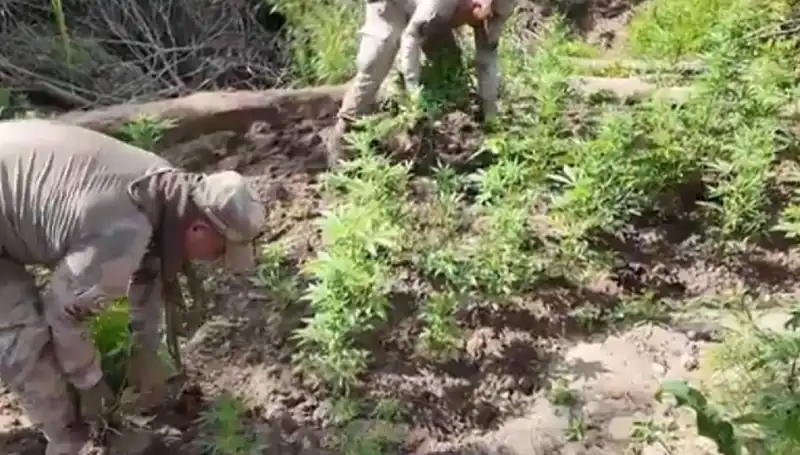 Diyarbakır'da Tarihi Kenevir ve Skunk Ele Geçirildi, Üstelik Miktar Dikkat Çekici!