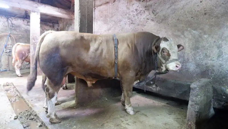 1 Ton 200 Kilo Ürün Pazara İndi: Rekor Fiyatlarla Satıldı!