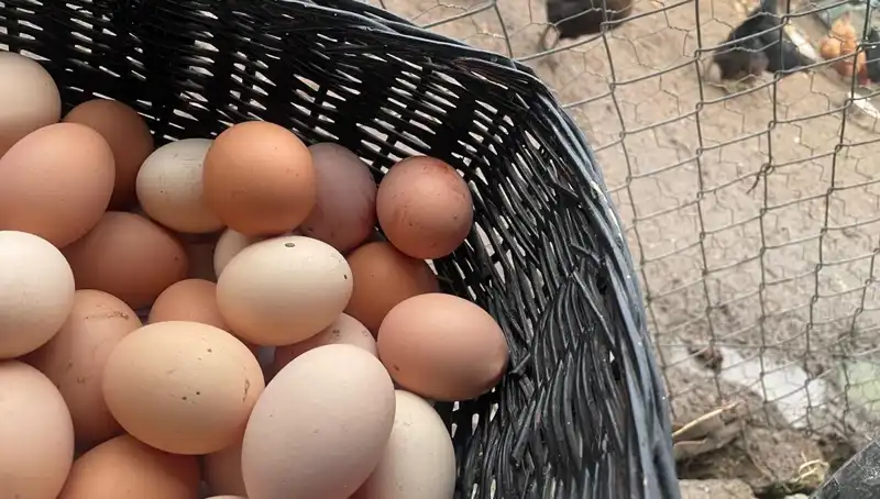 Okul Çağındaki Çocuklar İçin Uygun Fiyatlı Protein Kaynağı: Bütçeyi Rahatlatacak Çözüm