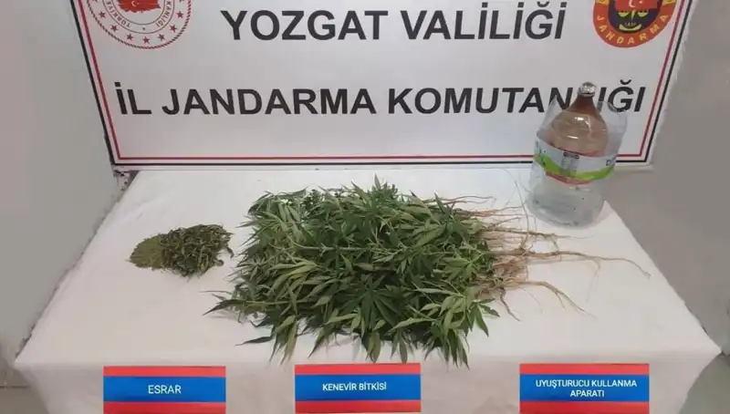 Yozgat’ta Kenevir Operasyonu: 40 Kök Ele Geçirildi!